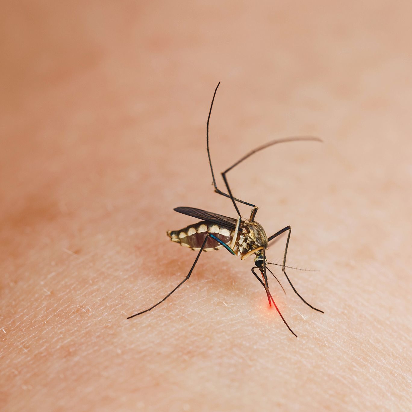 Striped mosquitoes are eating blood on human skin.Leishmaniasis, Encephalitis, Yellow Fever, Dengue, Malaria Disease, Mayaro or Zika Virus Infectious Culex Mosquito Parasite Insect Macro.